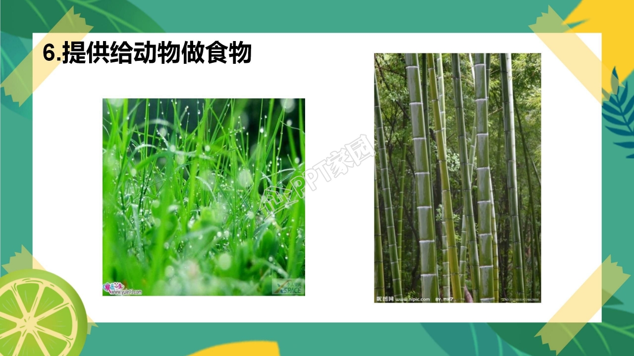 生物多样性的意义ppt课件模板