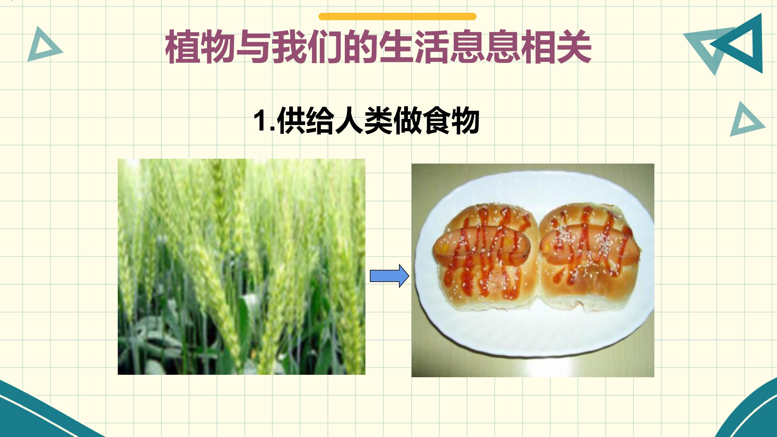 《生物多样性的意义》生物的多样性PPT课件PPT课件下载
