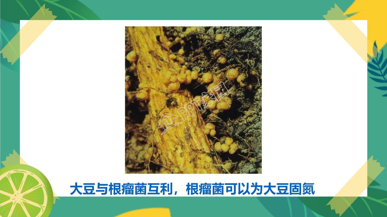 生物多样性的意义ppt课件模板