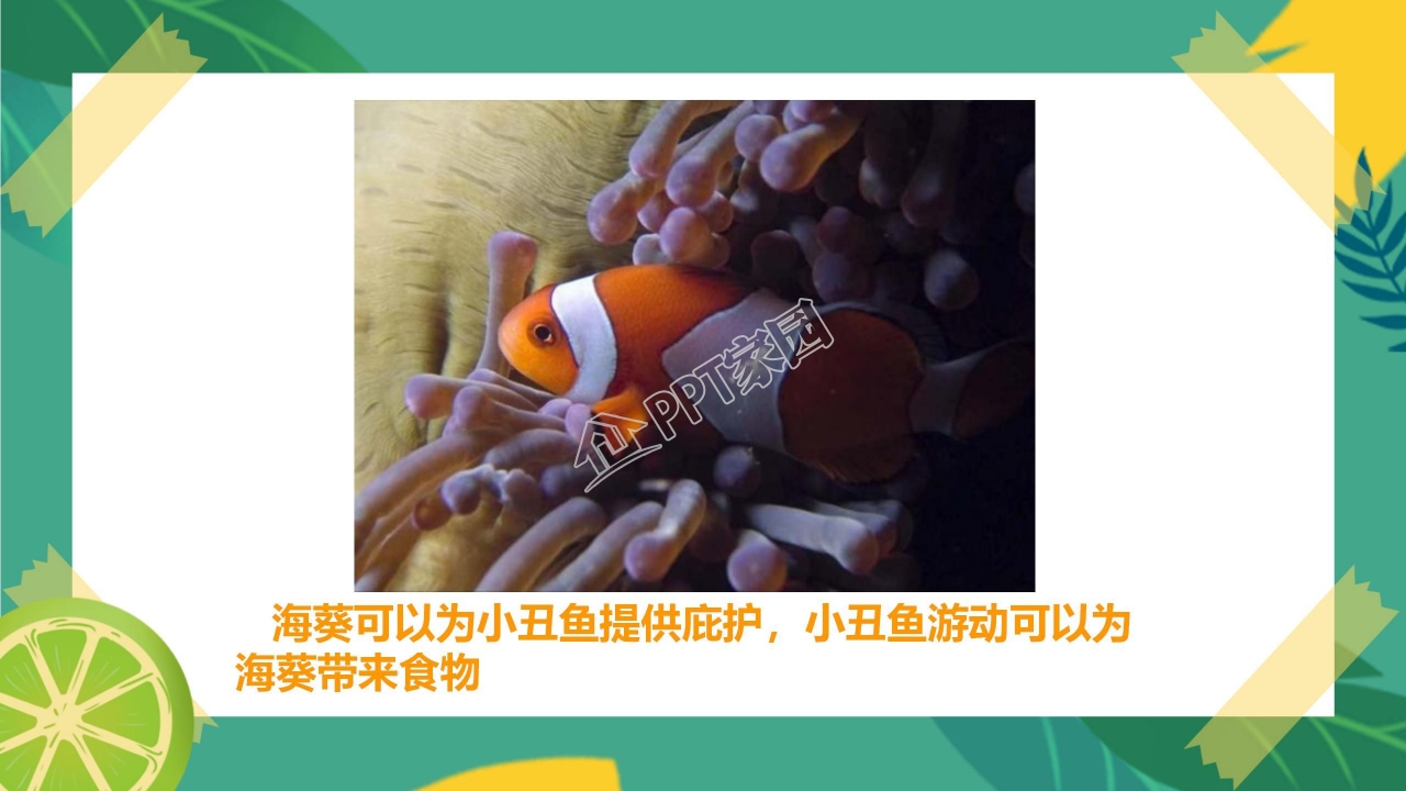 生物多样性的意义ppt课件模板