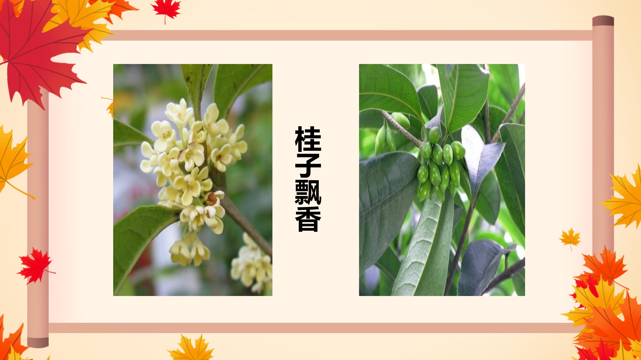 《秋天向我们微笑》PPT课件3PPT课件下载