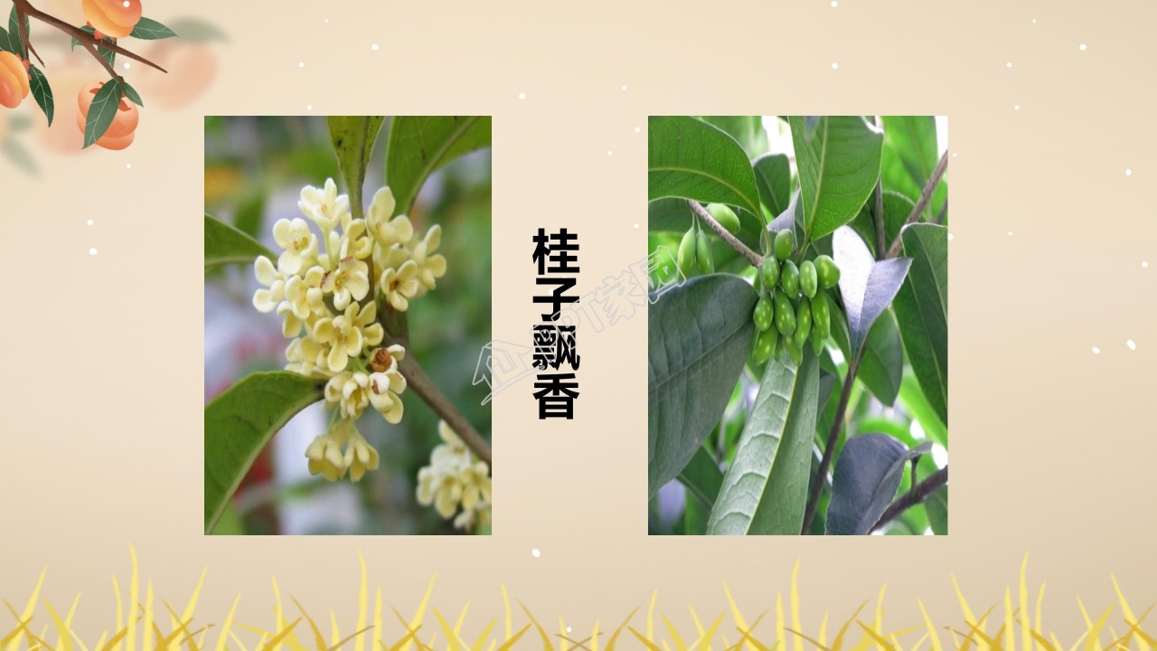 四年级语文上册秋天向我们微笑ppt课件模板