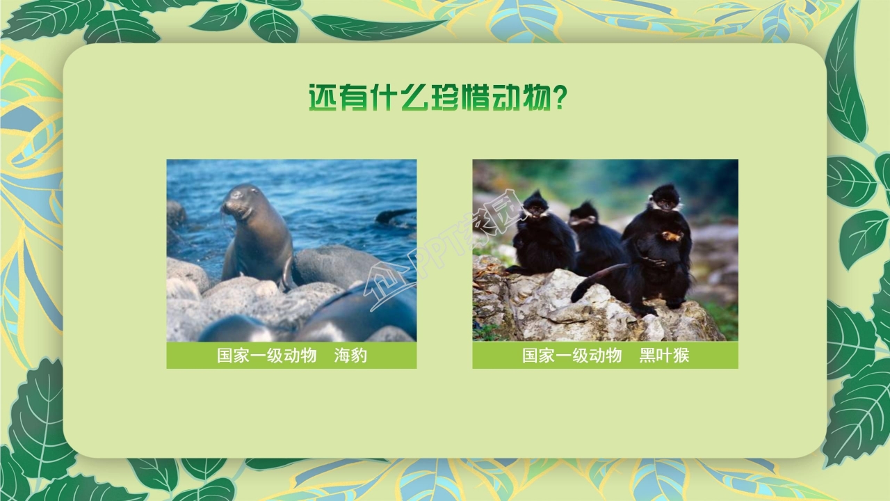珍稀动物的保护ppt模板