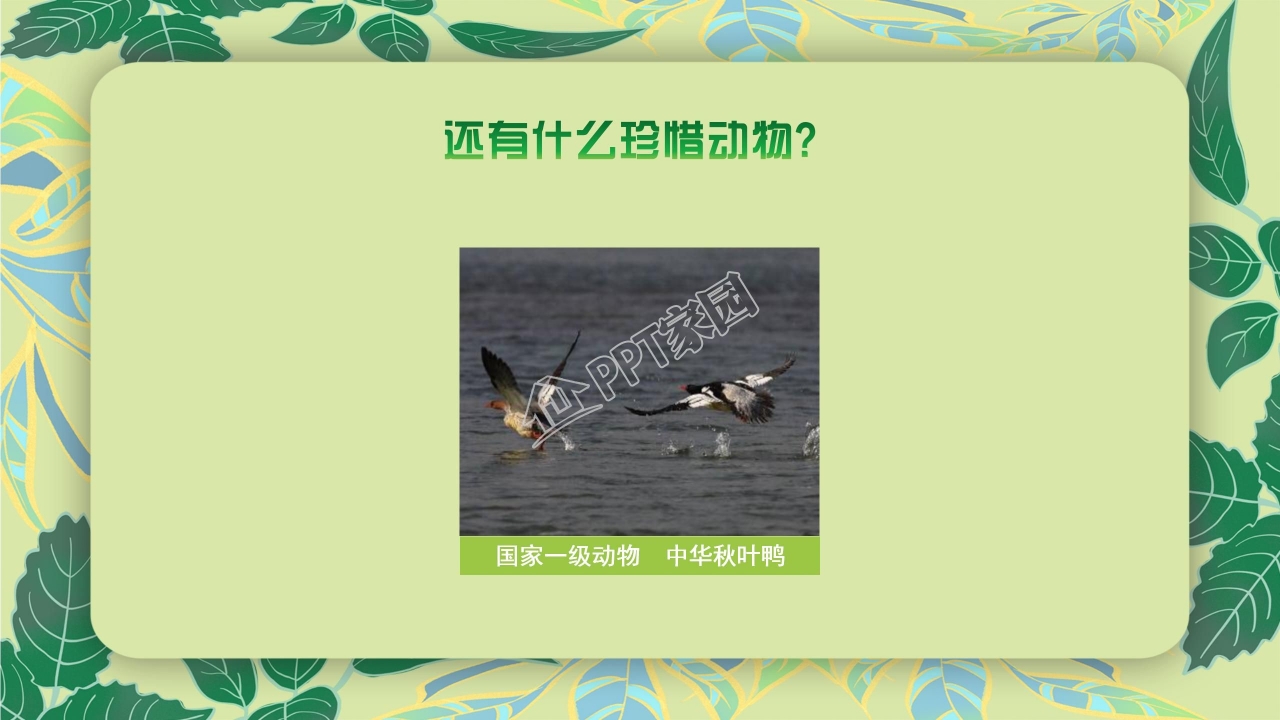 珍稀动物的保护ppt模板