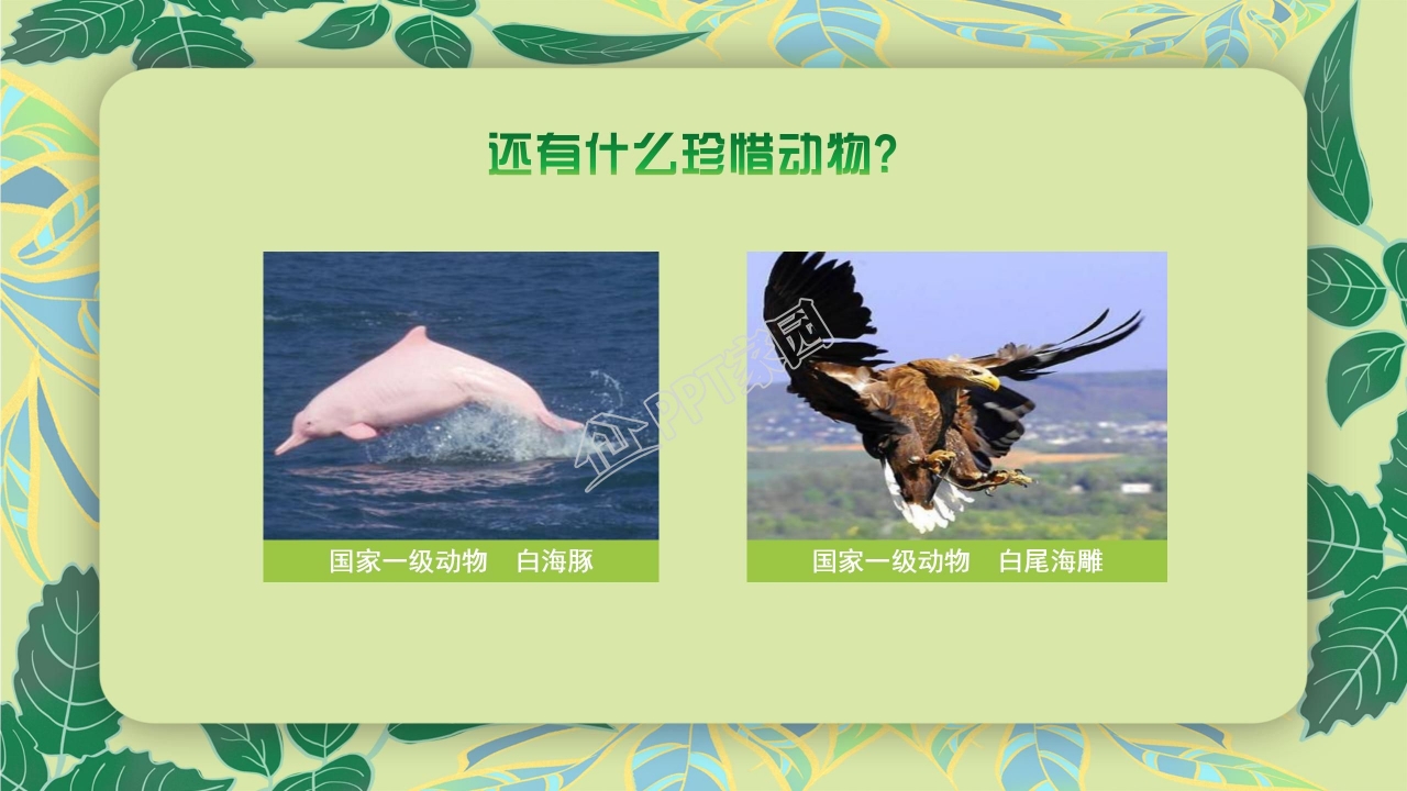 珍稀动物的保护ppt模板