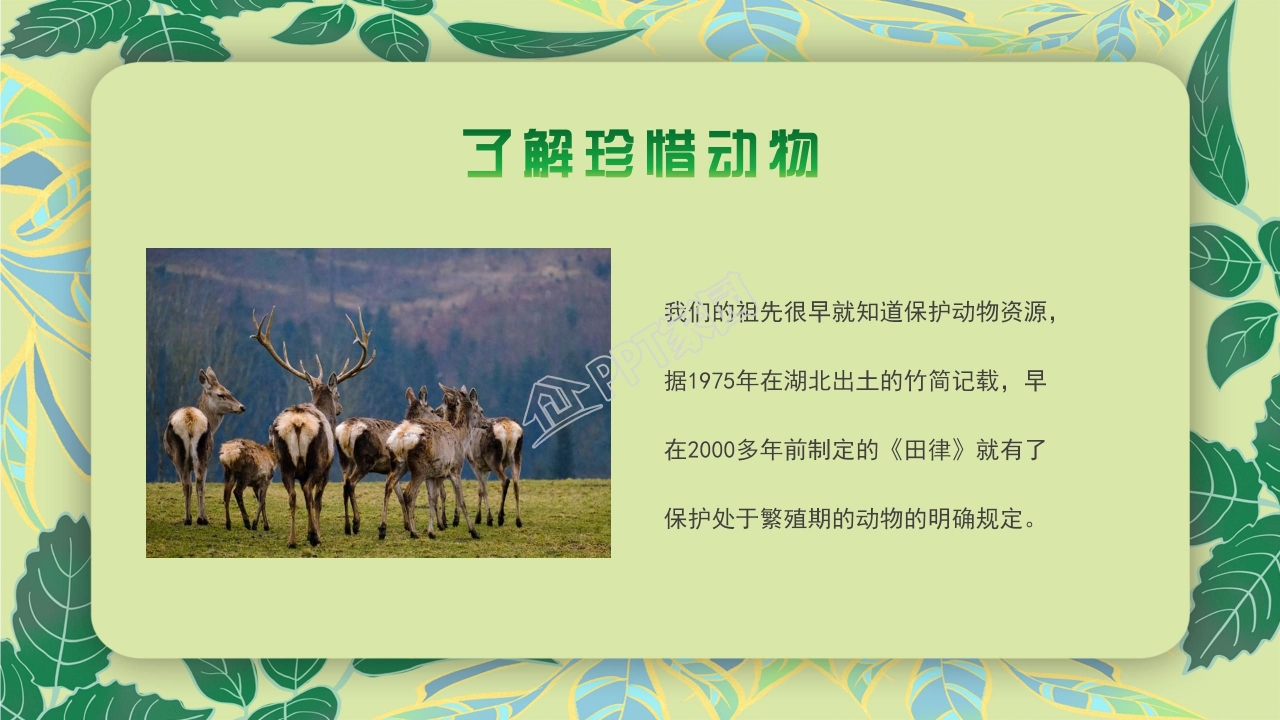 珍稀动物的保护ppt模板