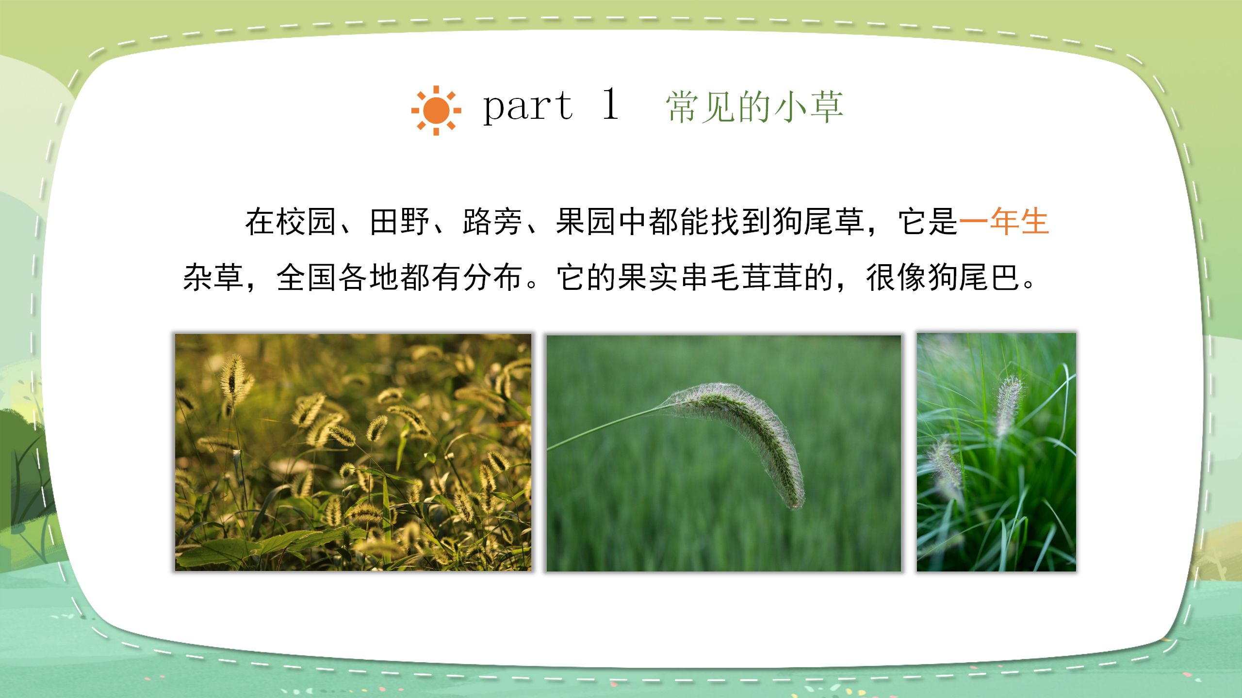 小学科学《大树和小草》教育PPT课件PPT课件下载