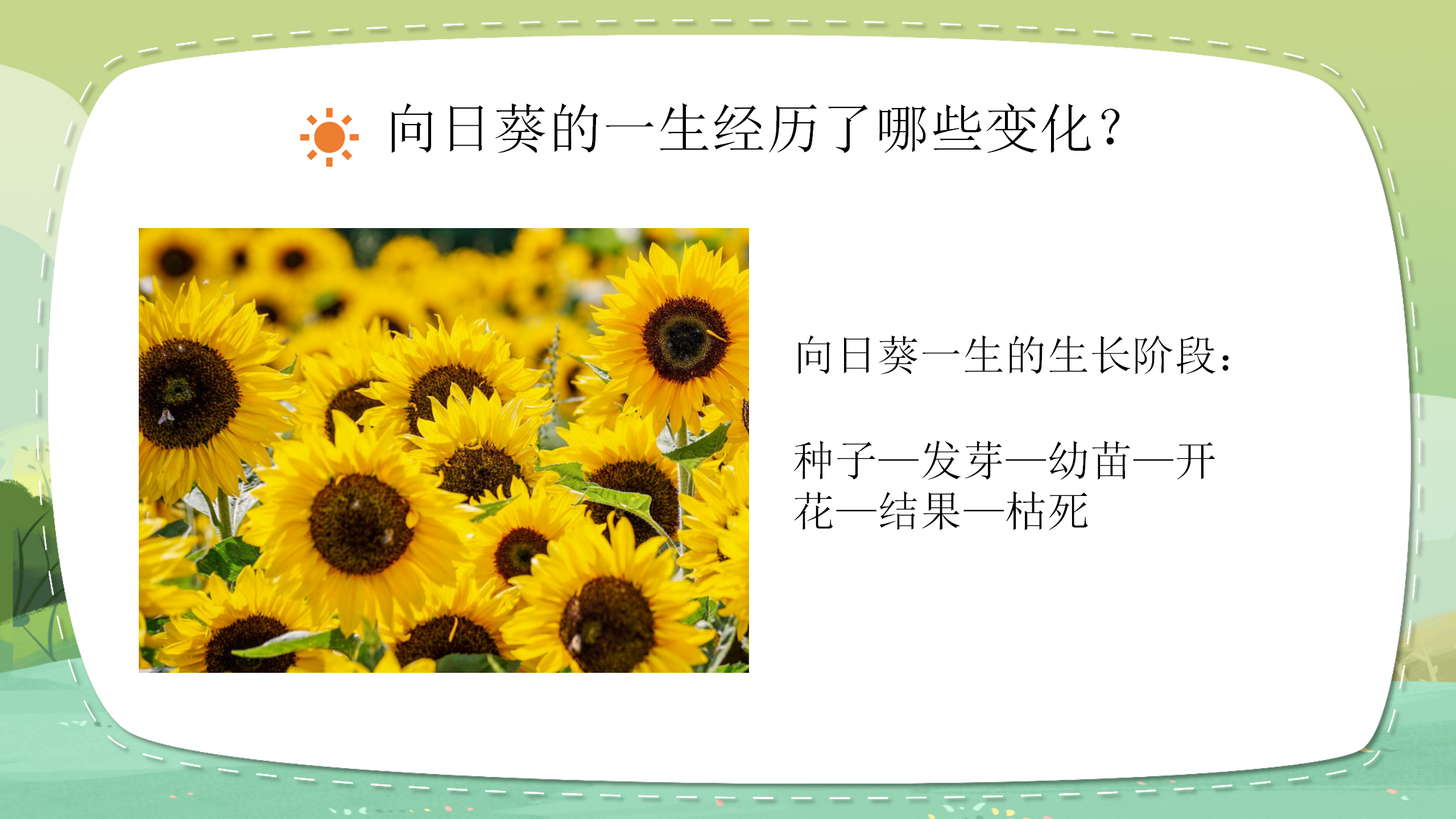 科学《植物有哪些相同点》ppt课件PPT课件下载
