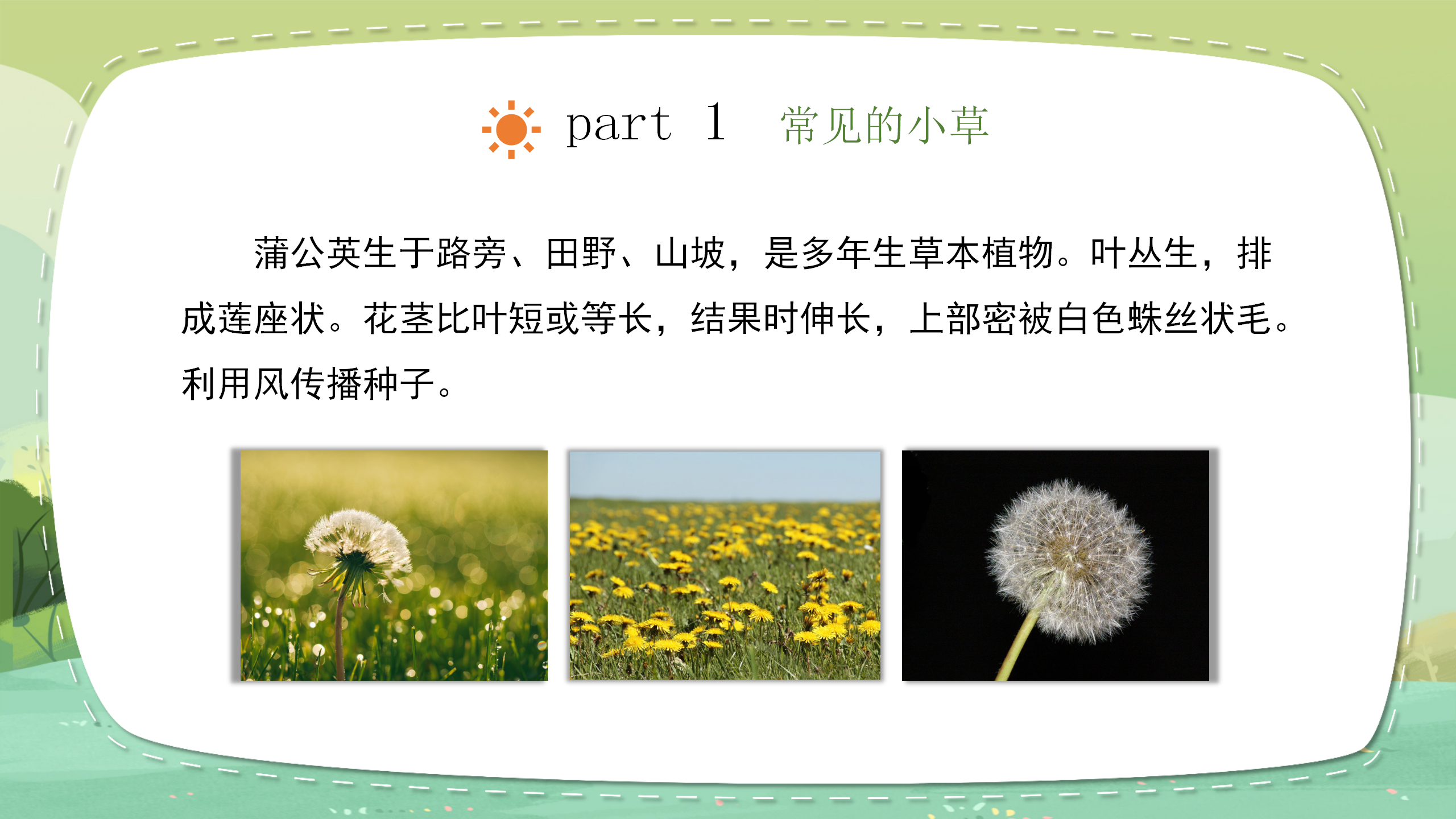 小学科学《大树和小草》教育PPT课件PPT课件下载