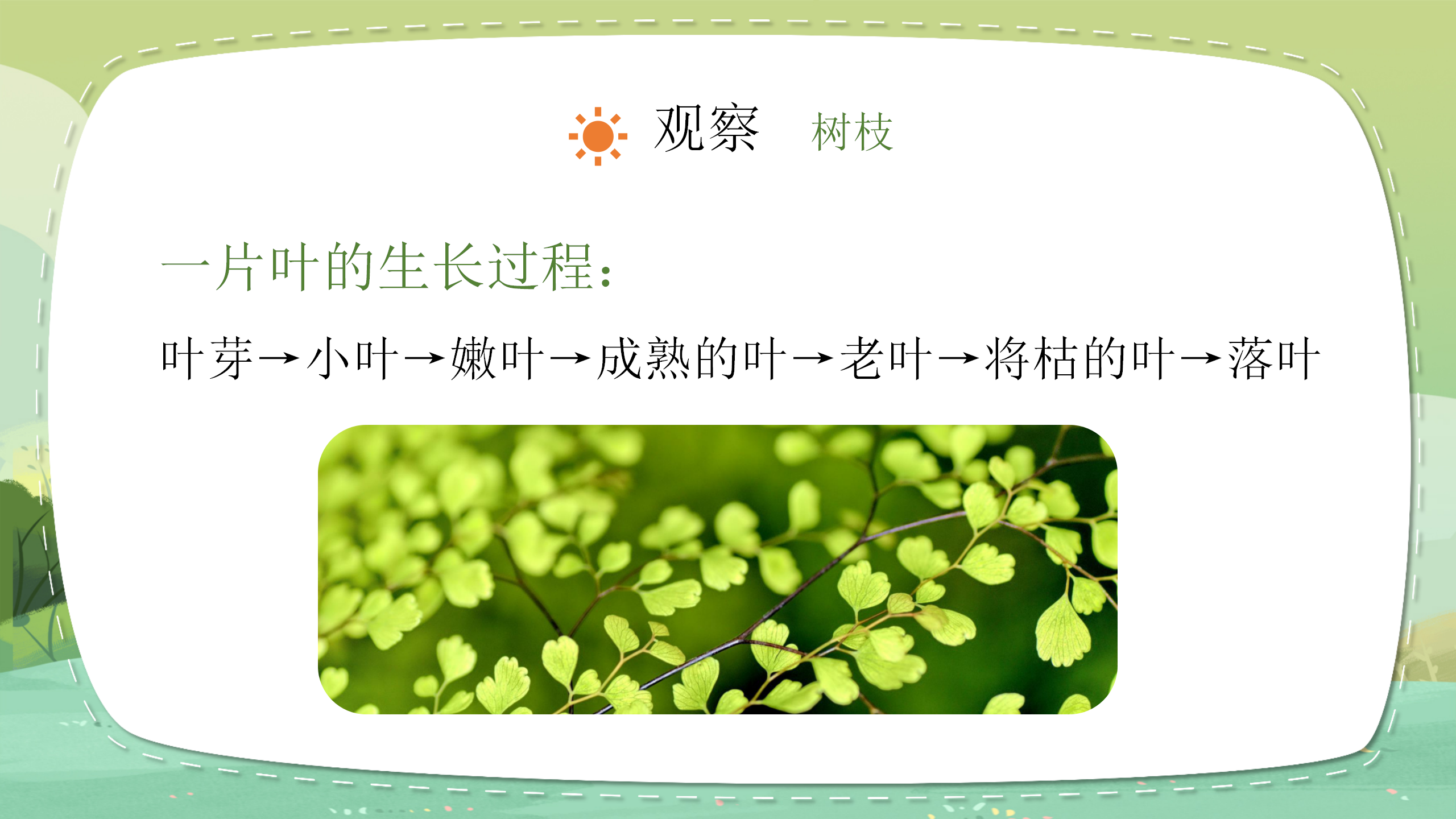 小学教育《植物的叶》教案ppt课件PPT课件下载
