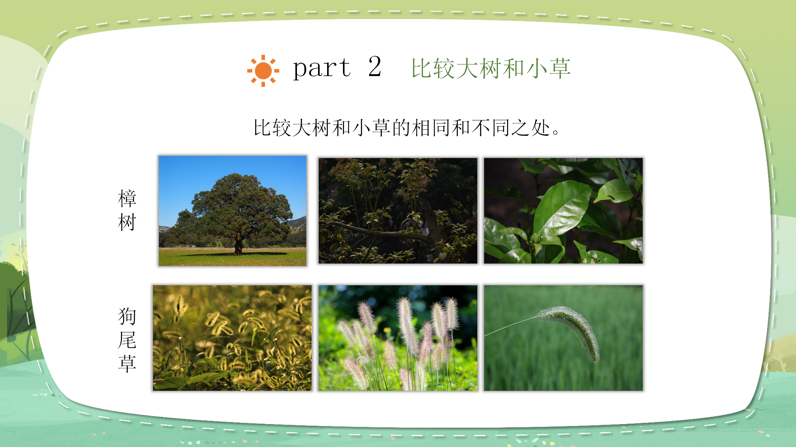 小学科学《大树和小草》教育PPT课件PPT课件下载