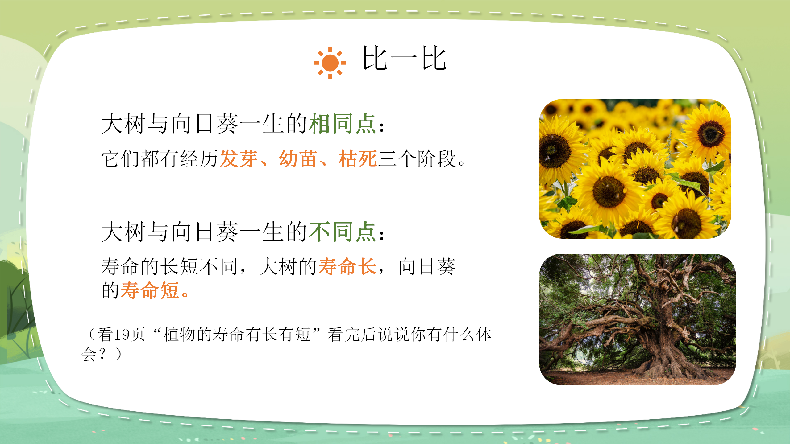 科学《植物有哪些相同点》ppt课件PPT课件下载