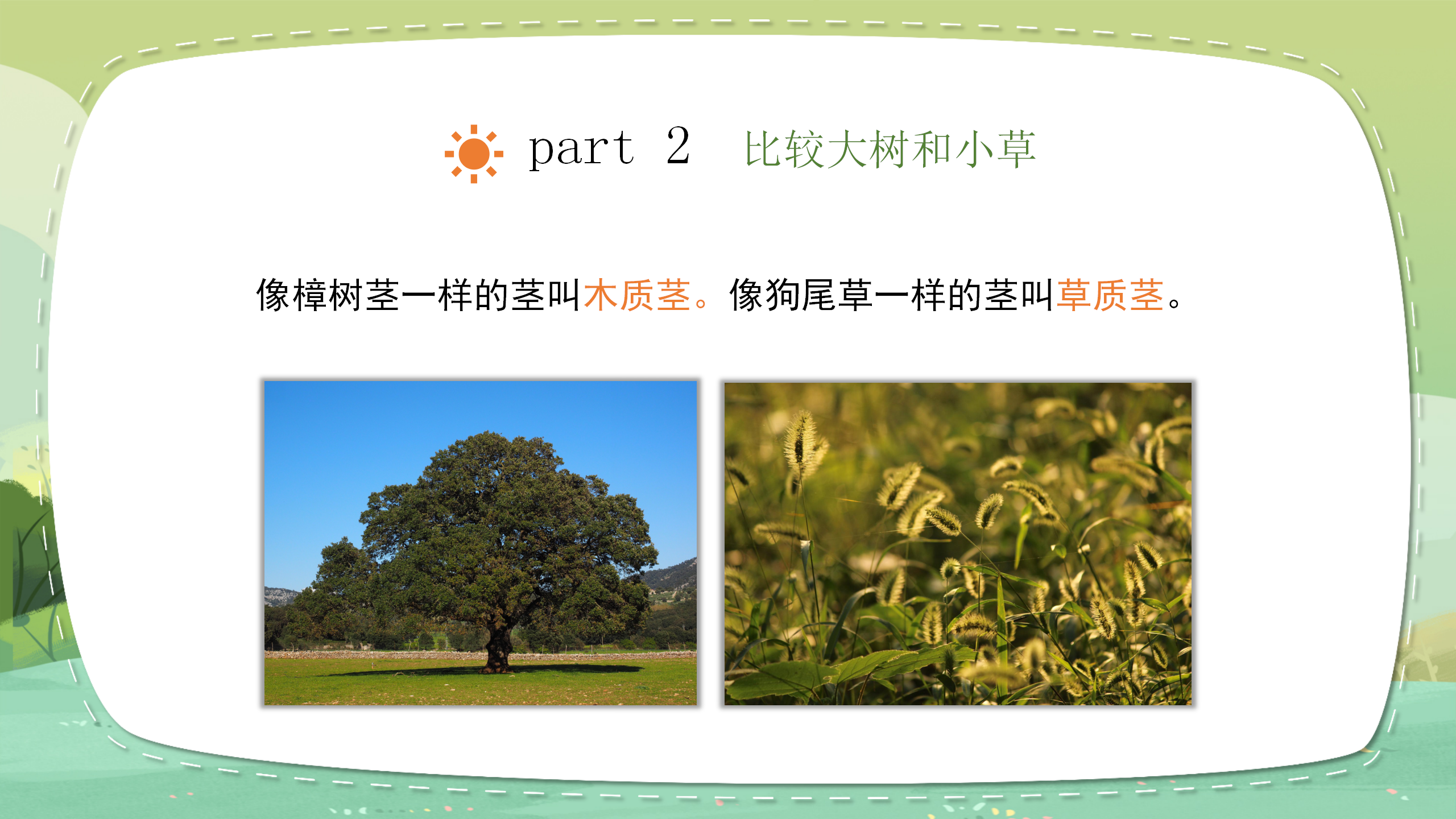 小学科学《大树和小草》教育PPT课件PPT课件下载