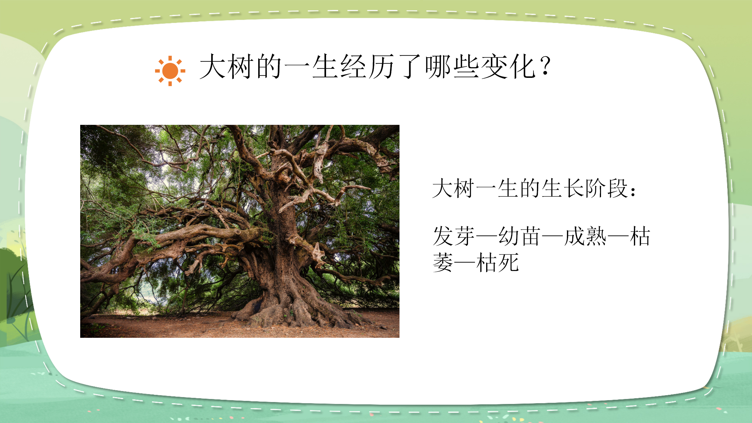 科学《植物有哪些相同点》ppt课件PPT课件下载
