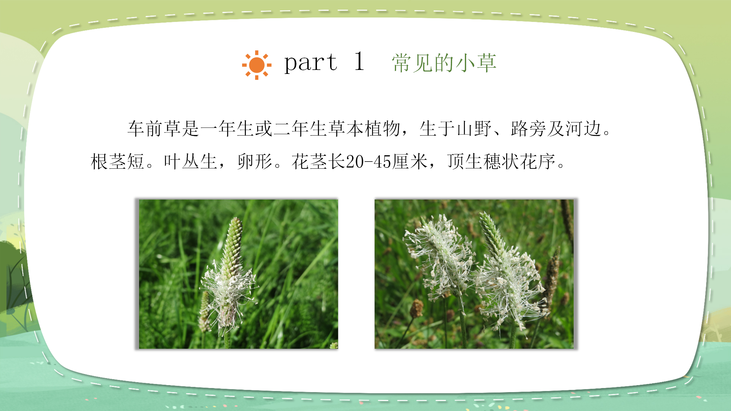 小学科学《大树和小草》教育PPT课件PPT课件下载