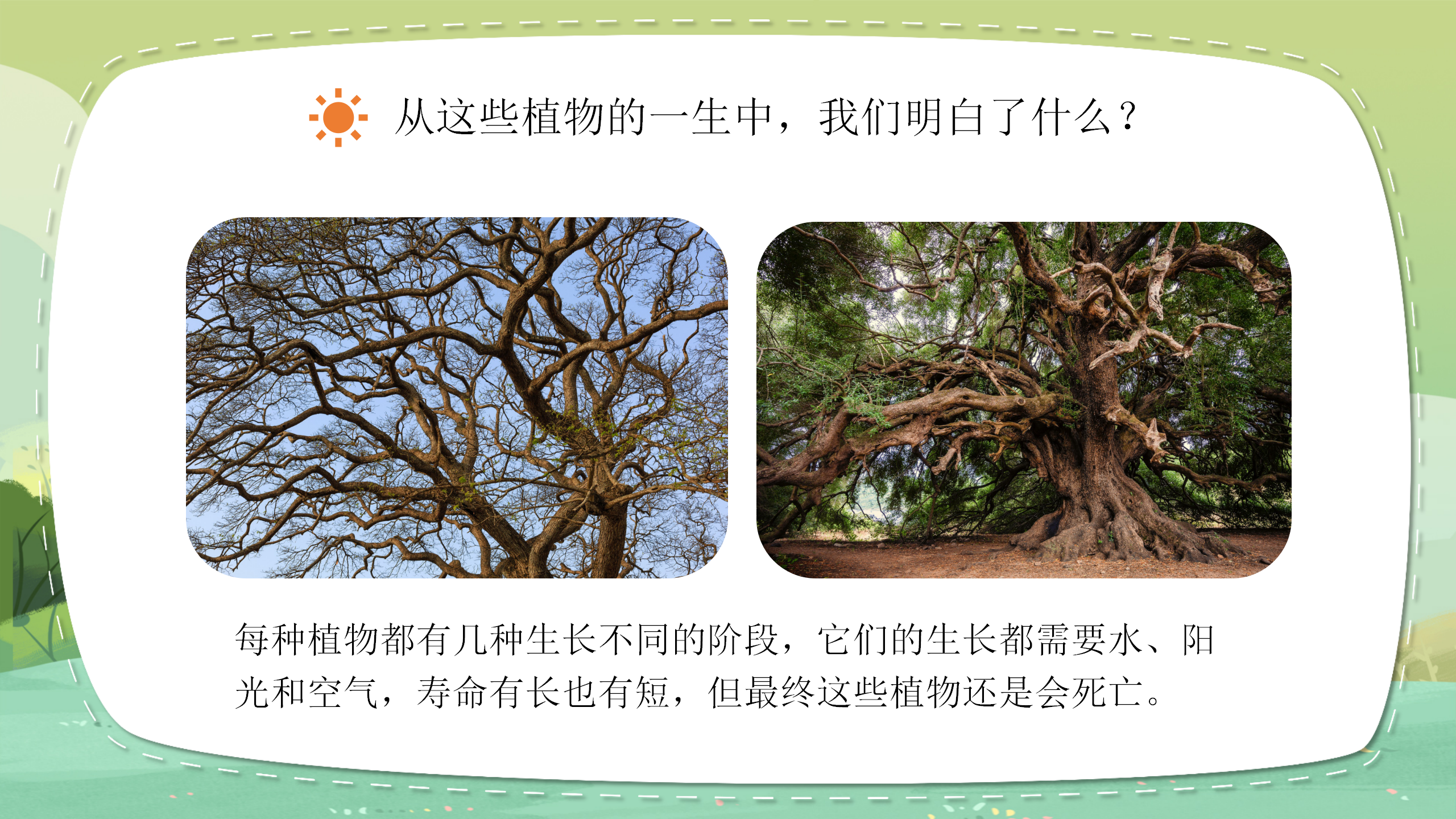 科学《植物有哪些相同点》ppt课件PPT课件下载