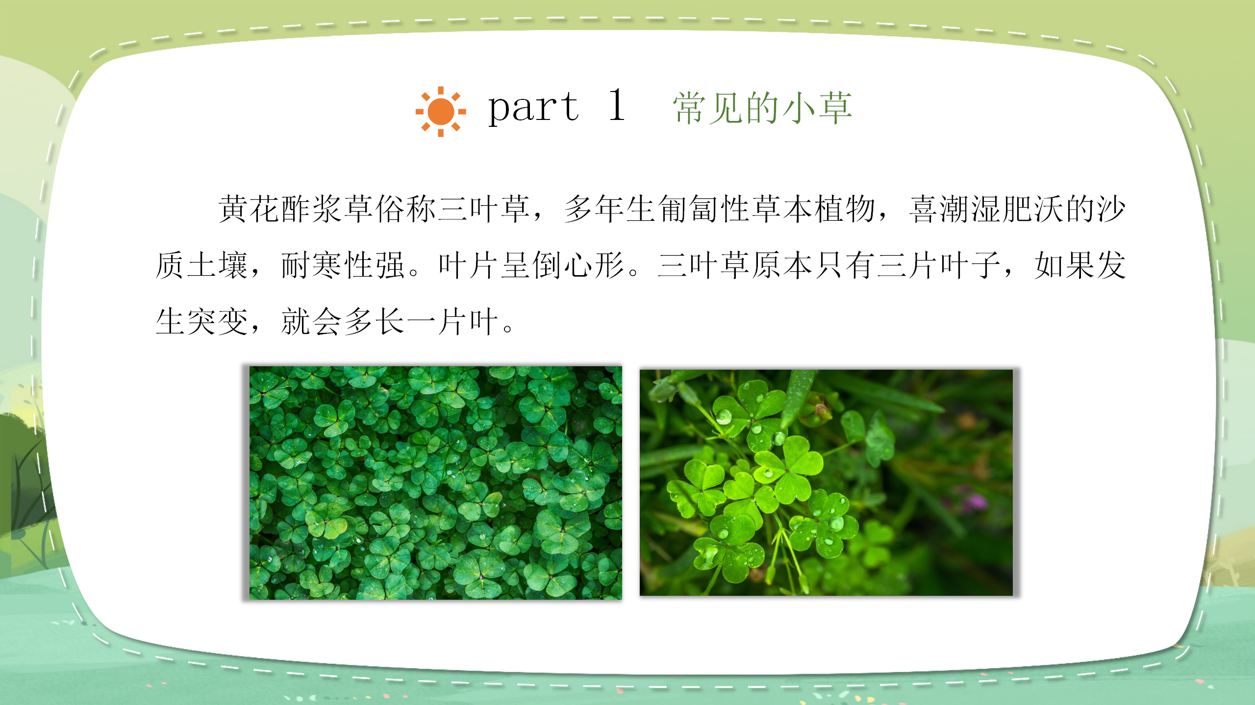 小学科学《大树和小草》教育PPT课件PPT课件下载