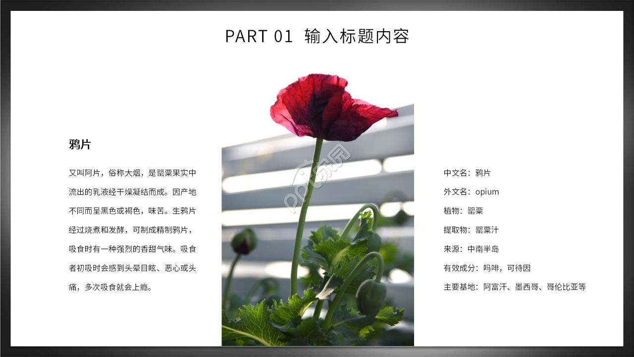 初中生禁毒知识主题班会ppt模板