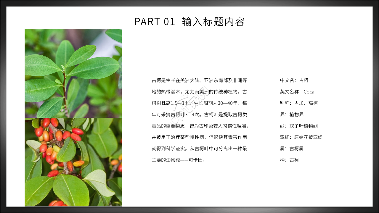 初中生禁毒知识主题班会ppt模板