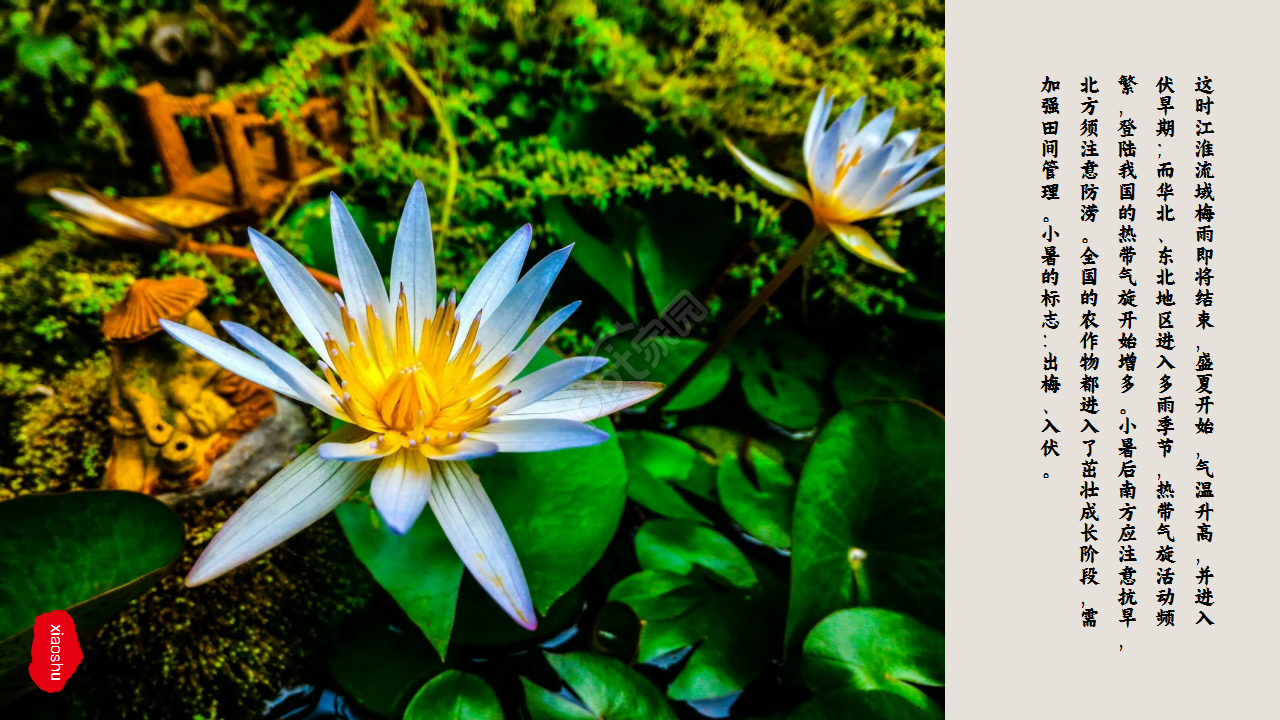 水墨中国风荷花二十四节气小暑商务合作知识教育ppt模板