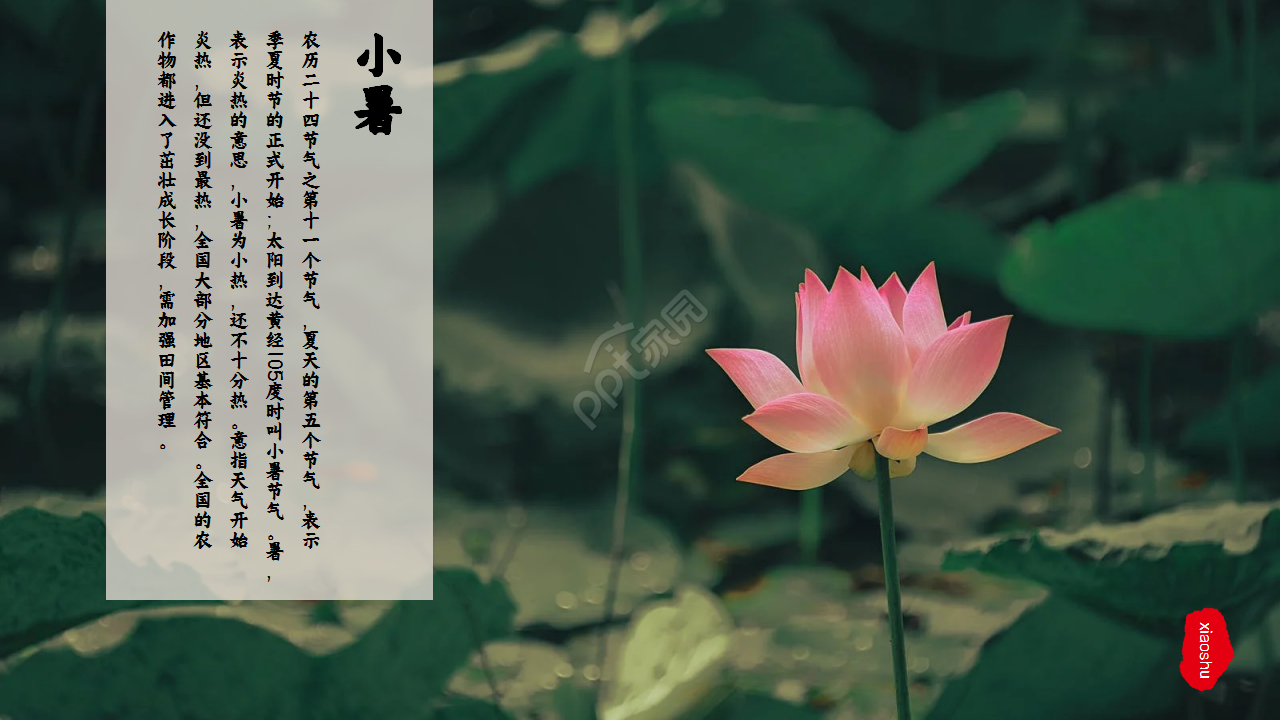 水墨中国风荷花二十四节气小暑商务合作知识教育ppt模板