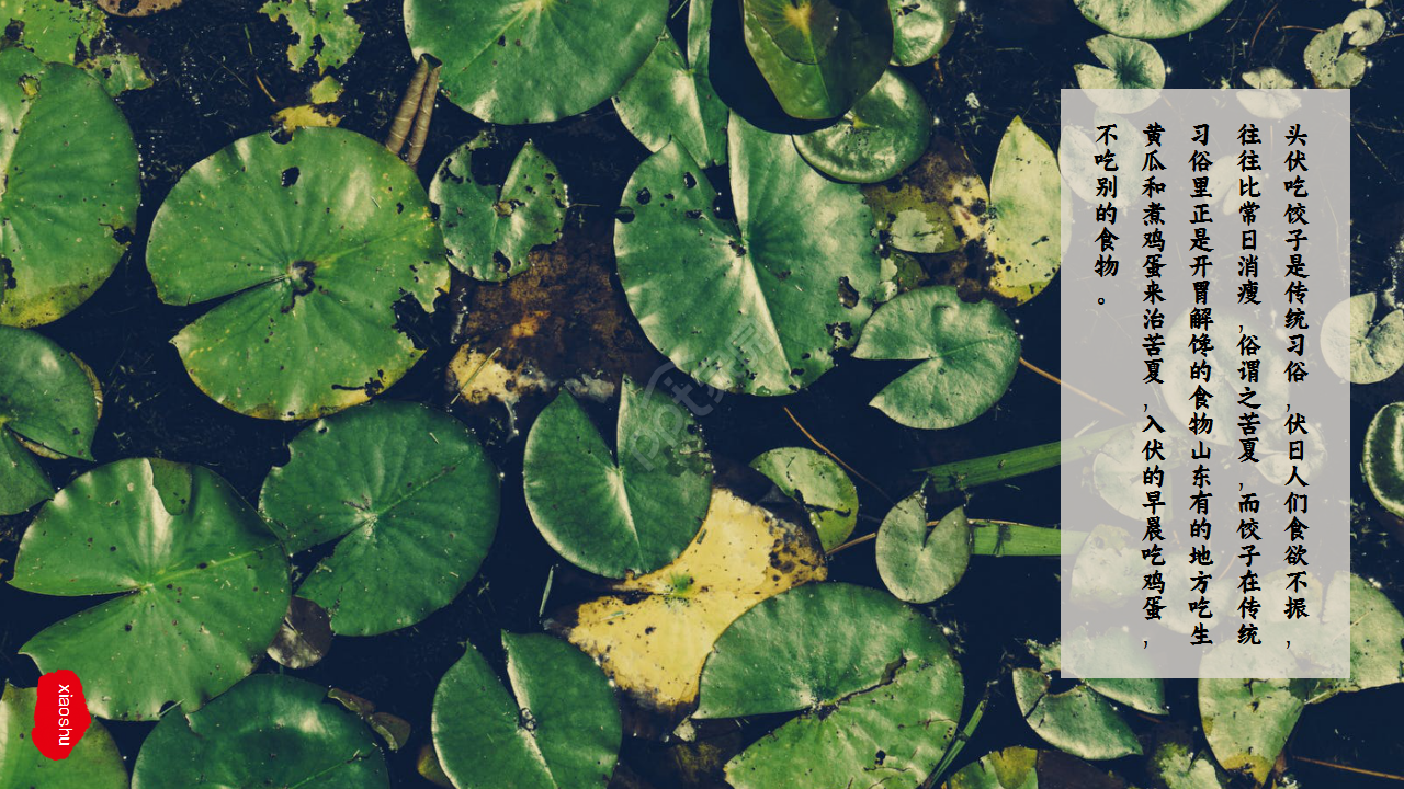 水墨中国风荷花二十四节气小暑商务合作知识教育ppt模板