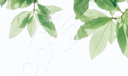 简约绿色树叶教育培训PPT背景图片