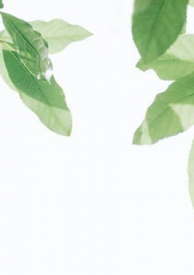 简约绿色树叶教育培训PPT背景图片