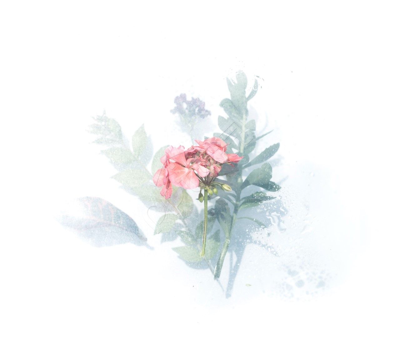 唯美手绘主题分享PPT背景图片