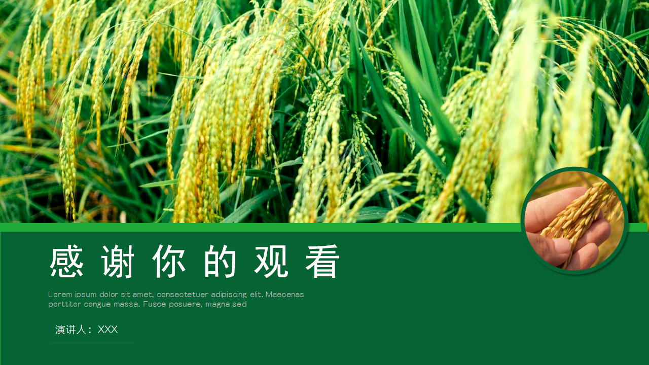 农产品养殖水稻ppt模板
