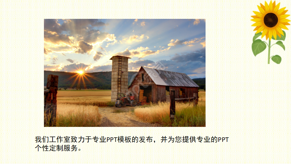 PPT模板_向日葵
