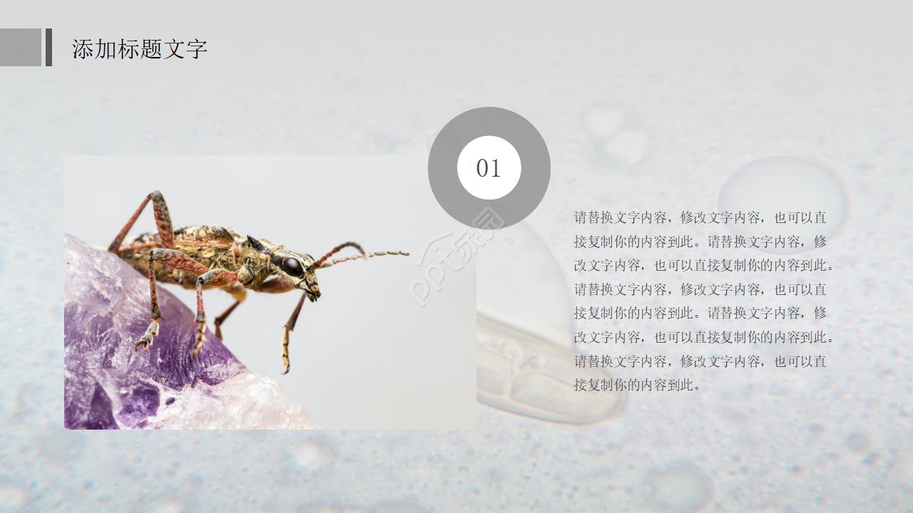 中学初中生物教学PPT课件