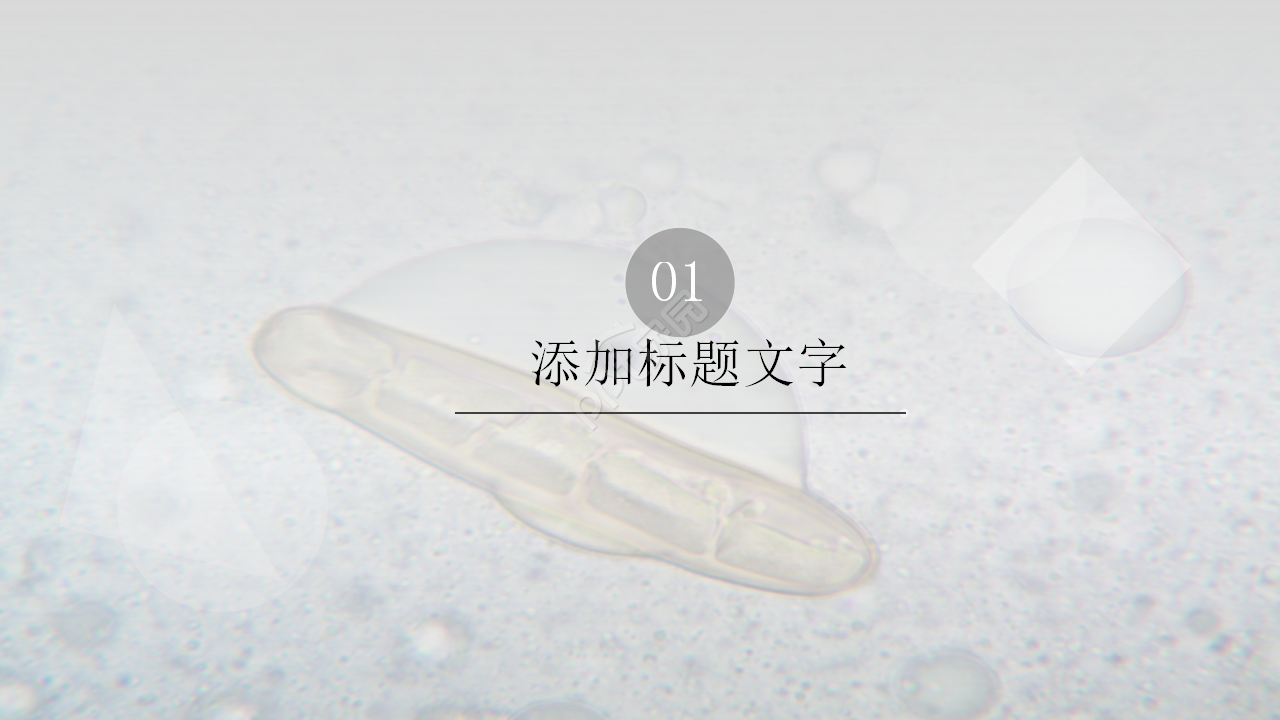 中学初中生物教学PPT课件