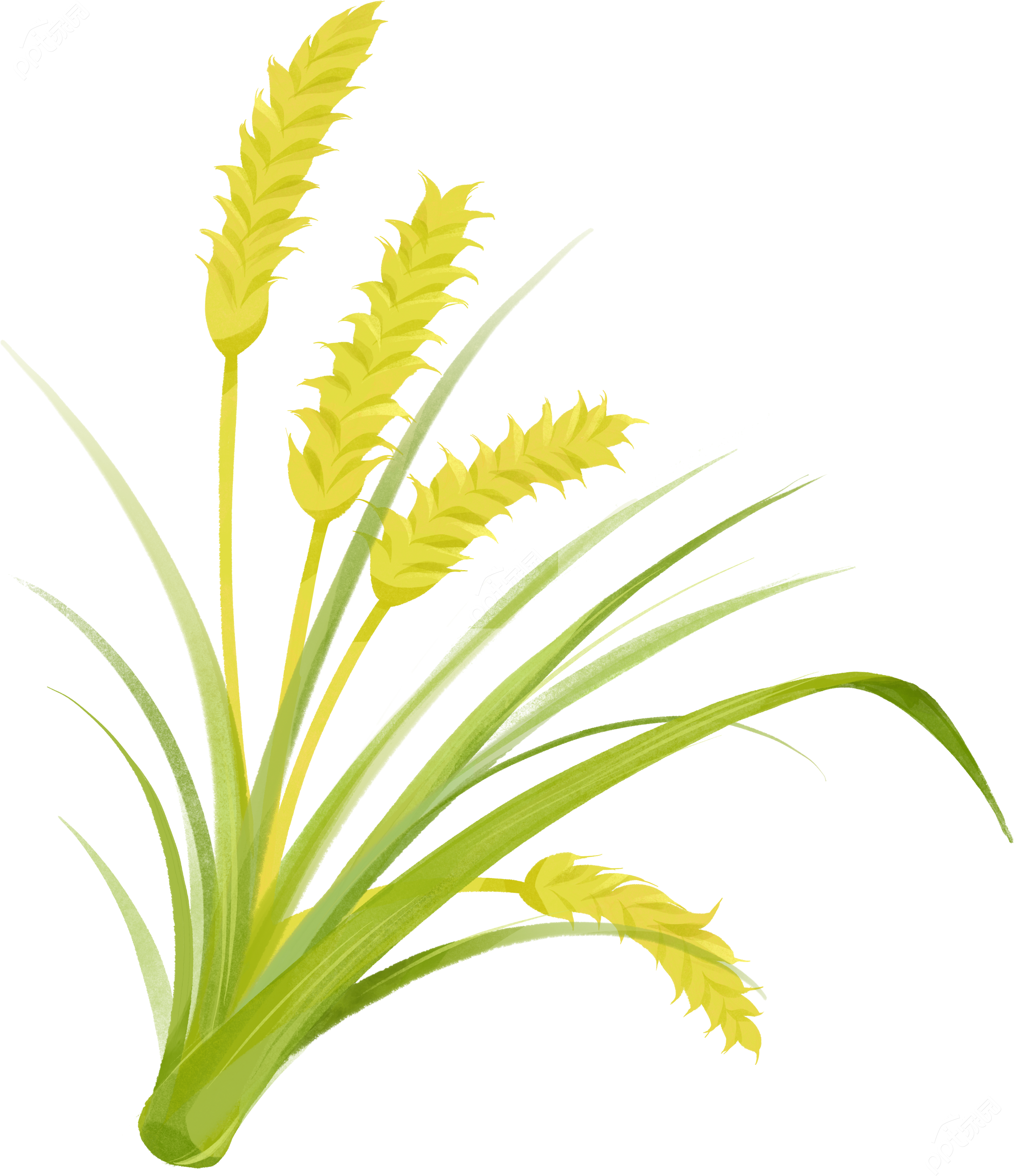 手绘卡通丰收的麦子免扣素材
