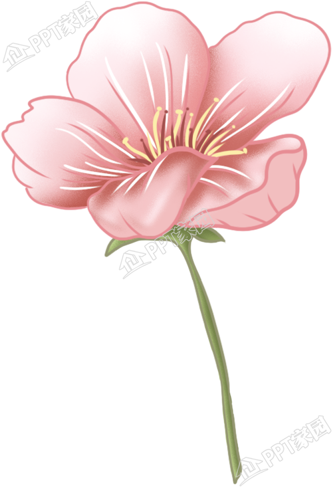 手绘浪漫樱花花朵