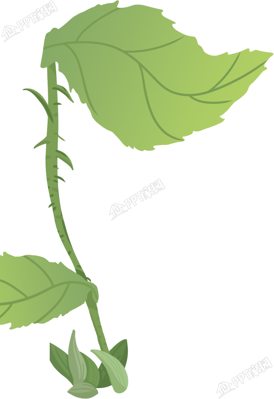 绿色叶子植物图片素材