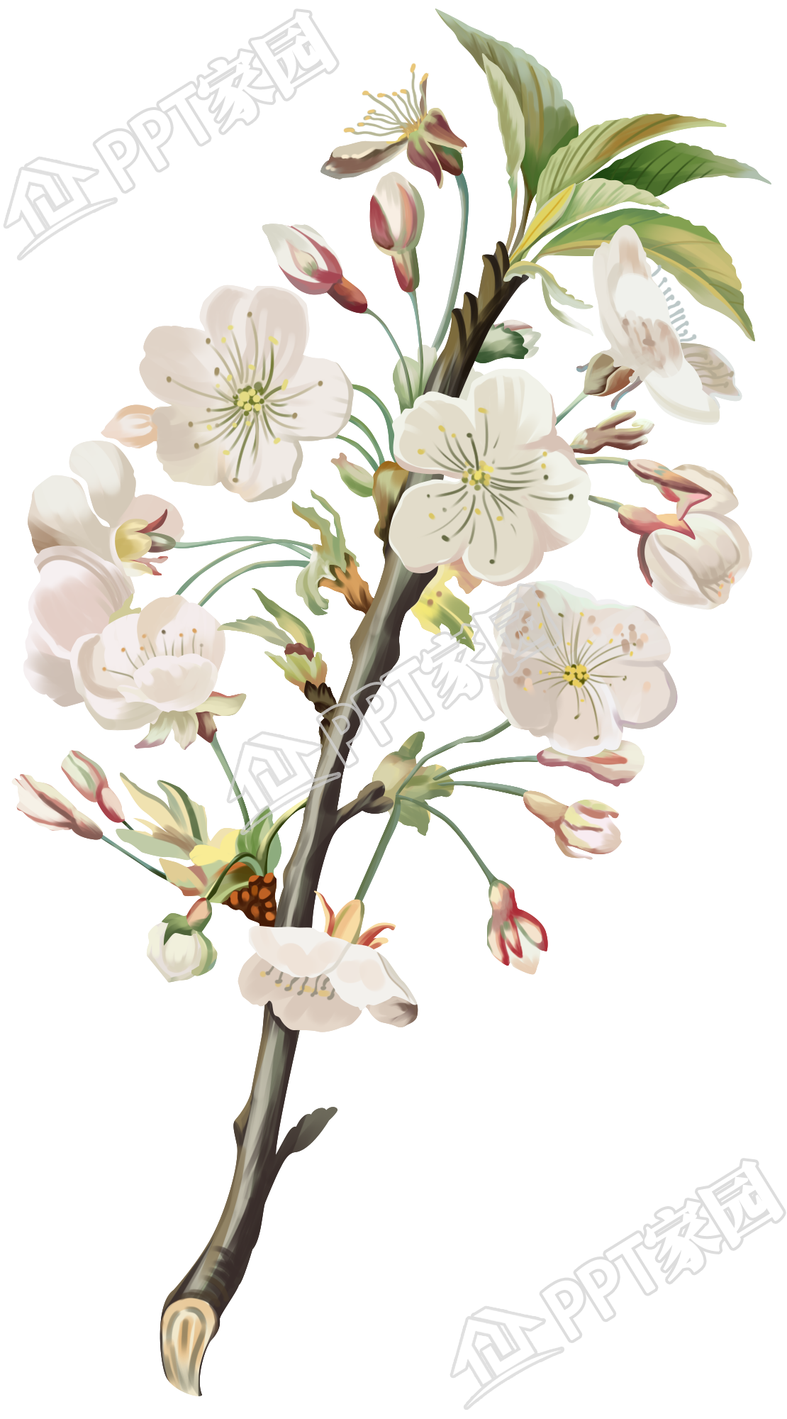 手绘漂亮的花束免抠图片素材