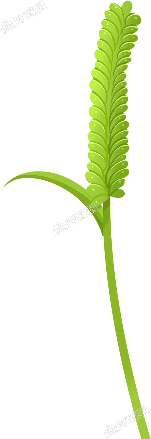 手绘绿色麦穗图片卡通手绘免抠素材