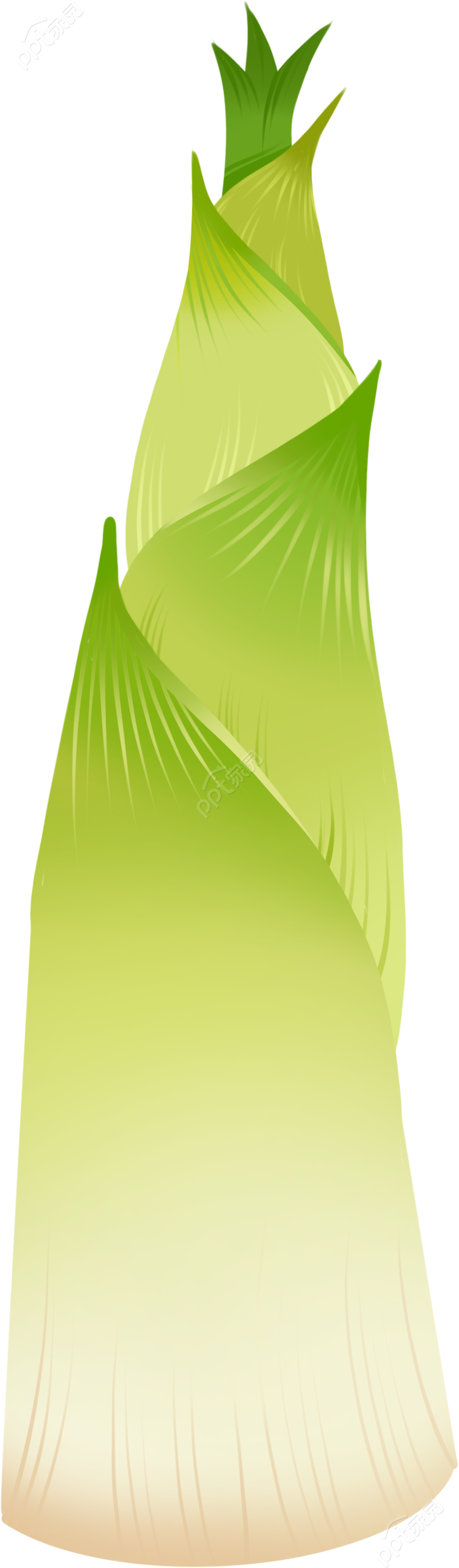 卡通手绘绿色春笋植物透明底免抠图片素材