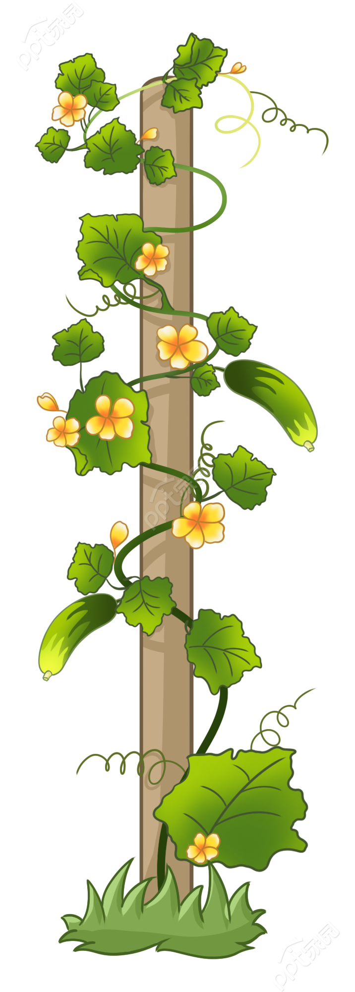 卡通手绘丝瓜藤向上生长植物透明底图片素材