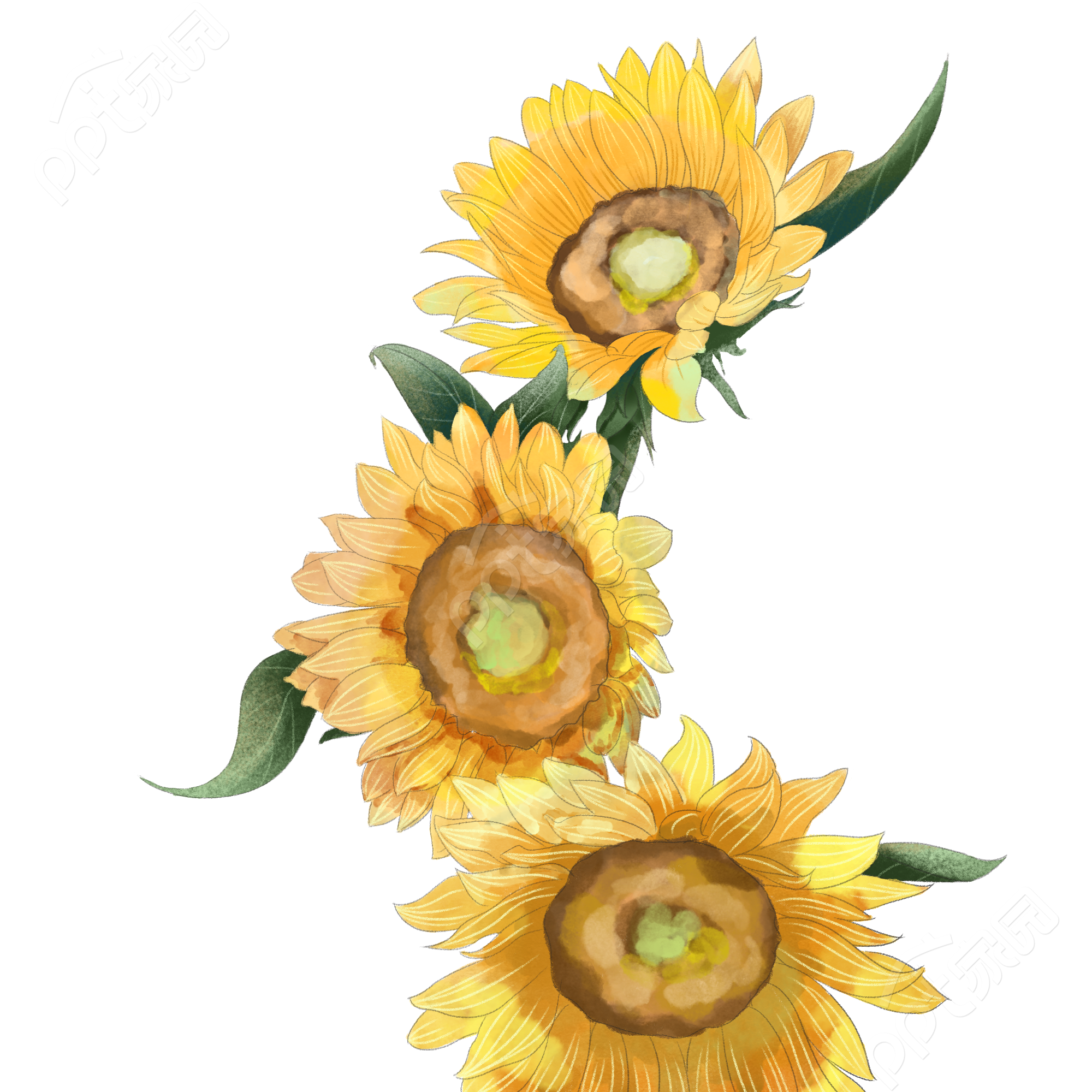 向日葵植物图片