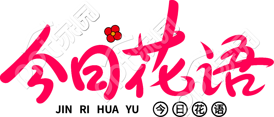 今日花语艺术字素材