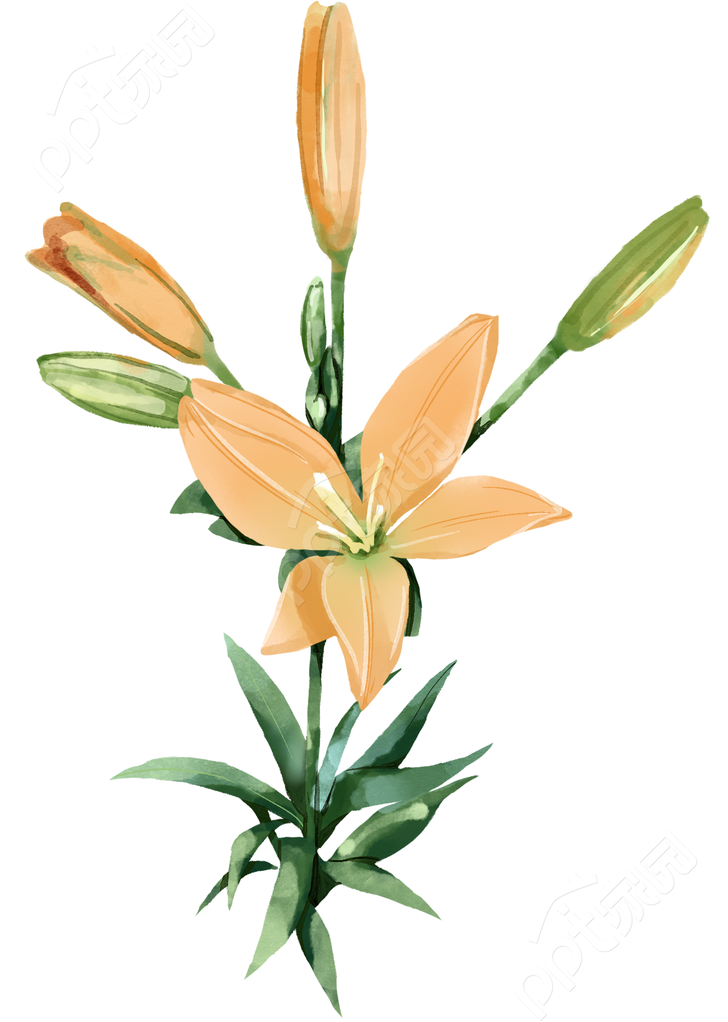 百合花图片素材