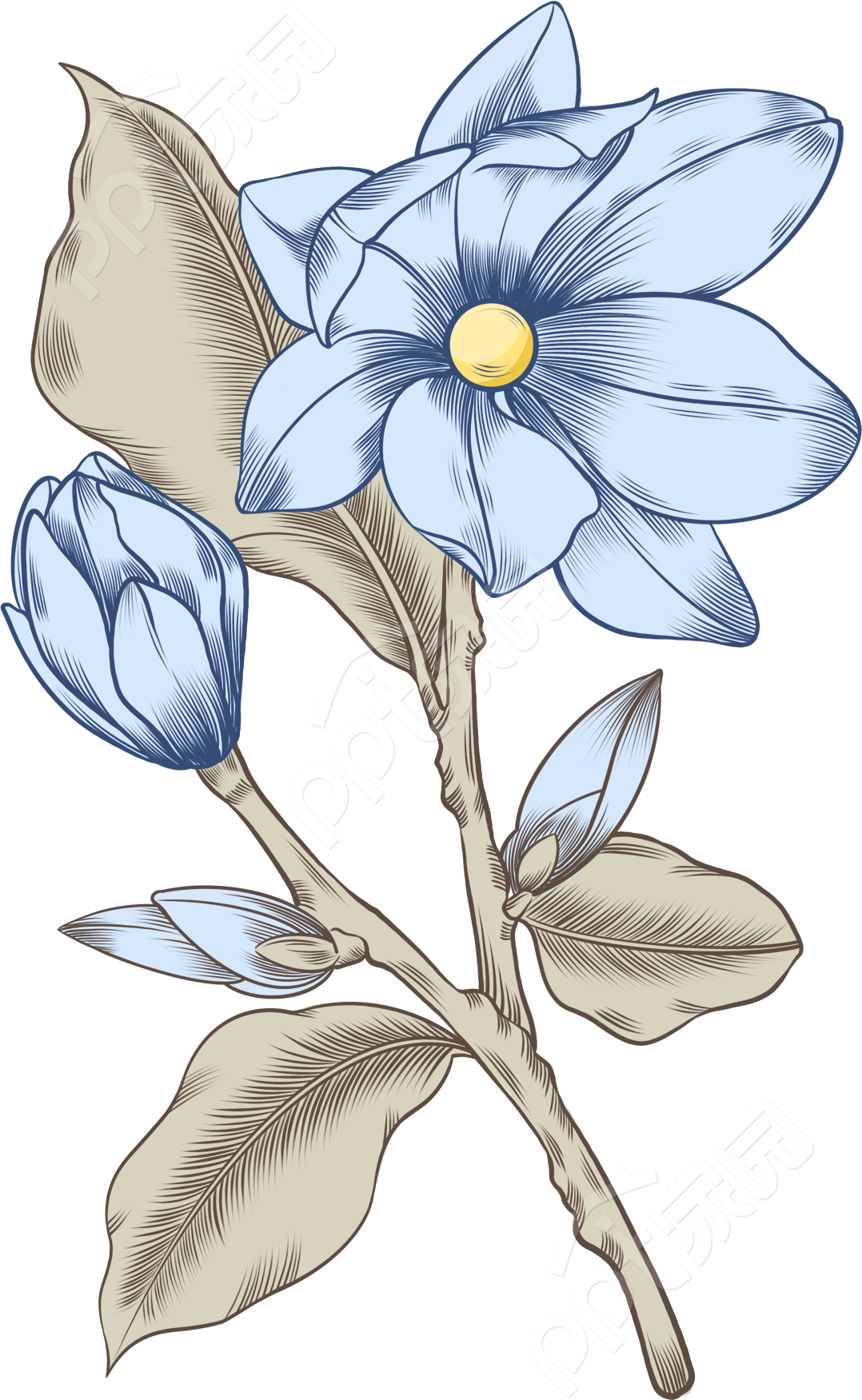 唯美手绘花朵植物图片