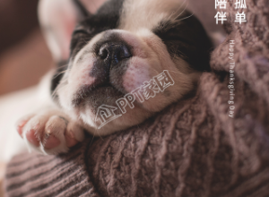 宠物狗狗陪伴的感恩节手机海报下载推荐