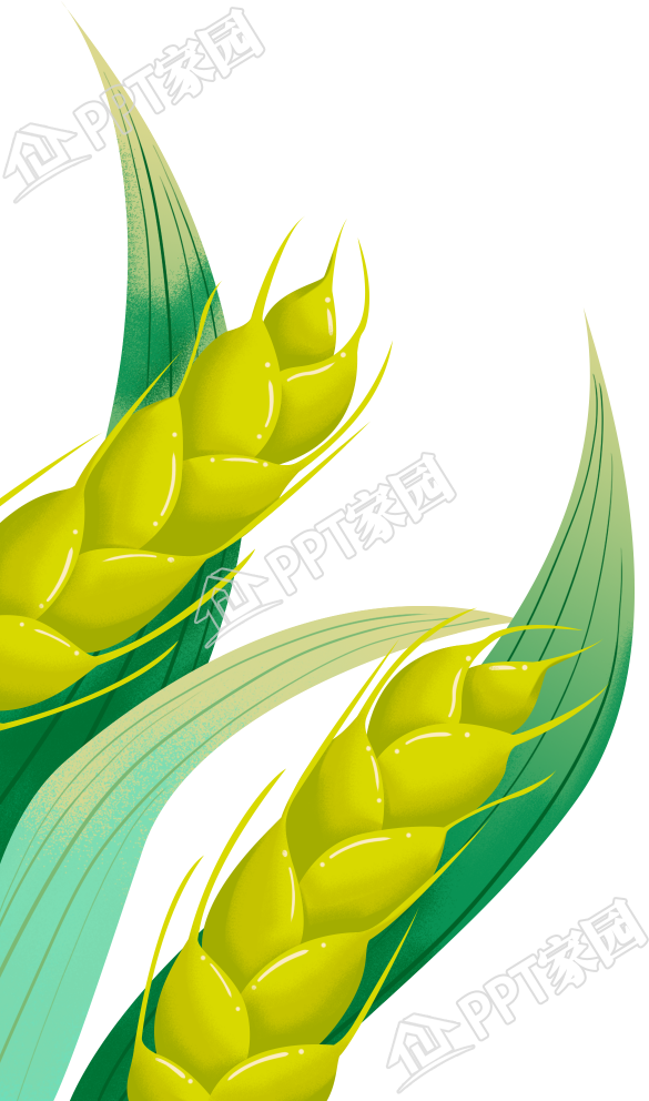 手绘小满节气麦穗免抠图片素材下载推荐