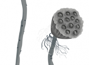 卡通手池塘里的莲蓬游玩欣赏透明底免抠素材下载推荐