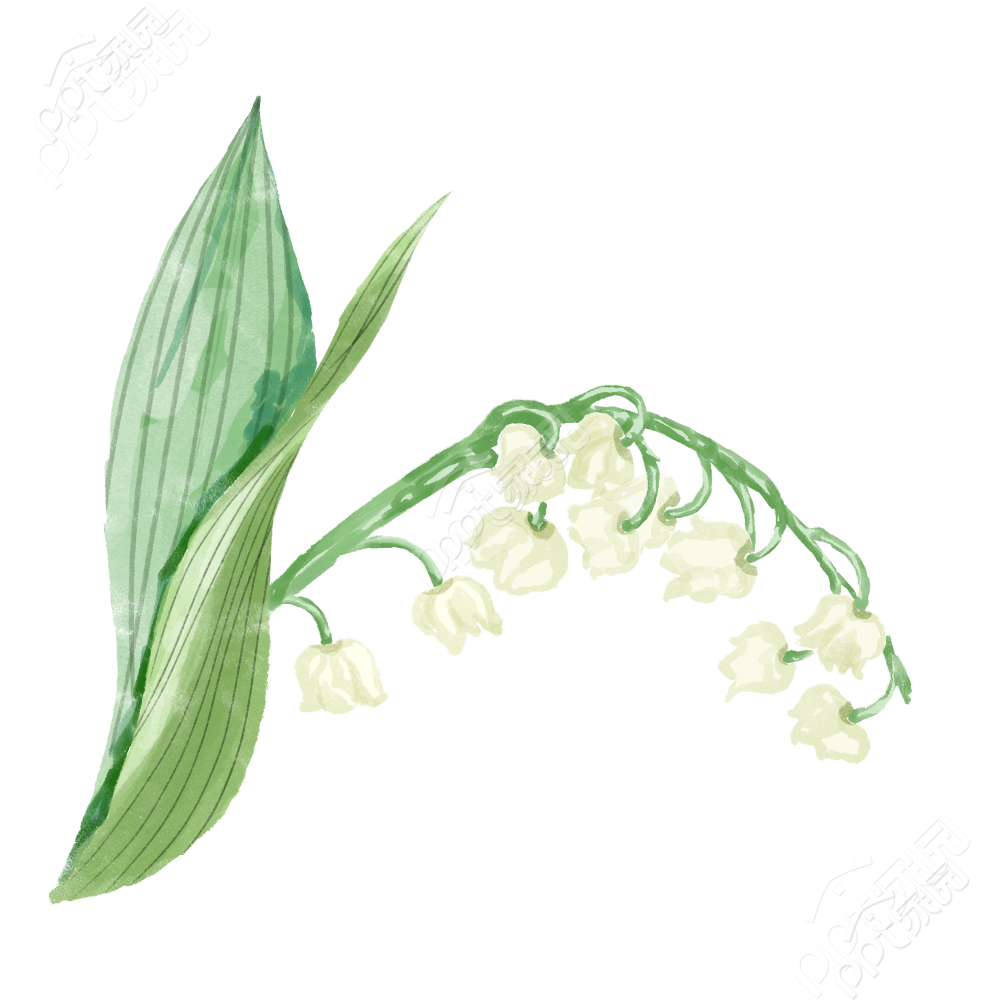 领兰花植物图片