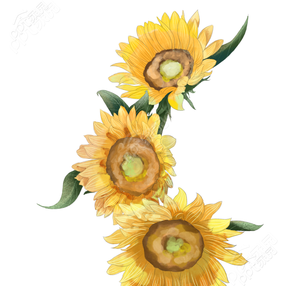 向日葵植物图片