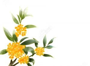 桂花图片下载推荐